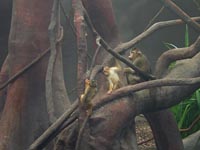 Dschungel mit Affen (28. November 2004)